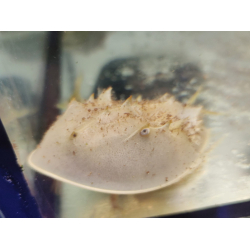 Limulus Polyphemus Skrzypłocz